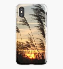 Reeds iPhone Case/Skin