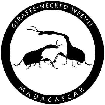 Artwork thumbnail, Giraffe-necked weevil Madagascar wildlife - black print by Moira Risen
