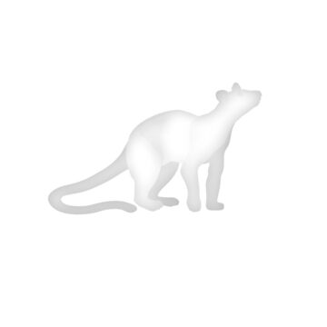 Artwork thumbnail, Fossa Madagascar wildlife - white print by Moira Risen
