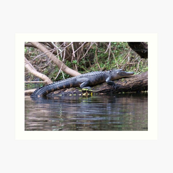 Gators on the Bank Art Print