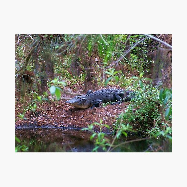 Gators on the Bank 1 Photographic Print