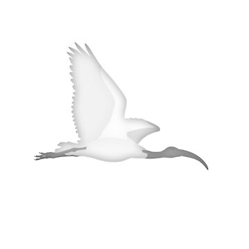 Artwork thumbnail, Malagasy sacred ibis Madagascar wildlife - white print by Moira Risen