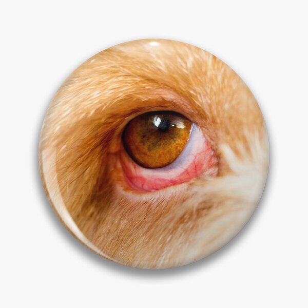 Item preview, Eye Spy Spinone designed and sold by FOLK ART FUSION.