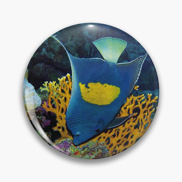 Kaiserfisch | Ich bin der Kaiser in meinem Revier | Button