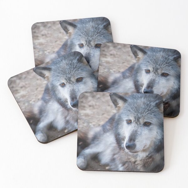Item preview, Grey and white wolf portrait closeup with golden eyes stunning on t-shirt or other clothing, or animal print designed and sold by Brian Scantlebury.
