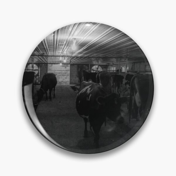 Item preview, Cows at milking time in dark Amish milking shed designed and sold by Brian Scantlebury.