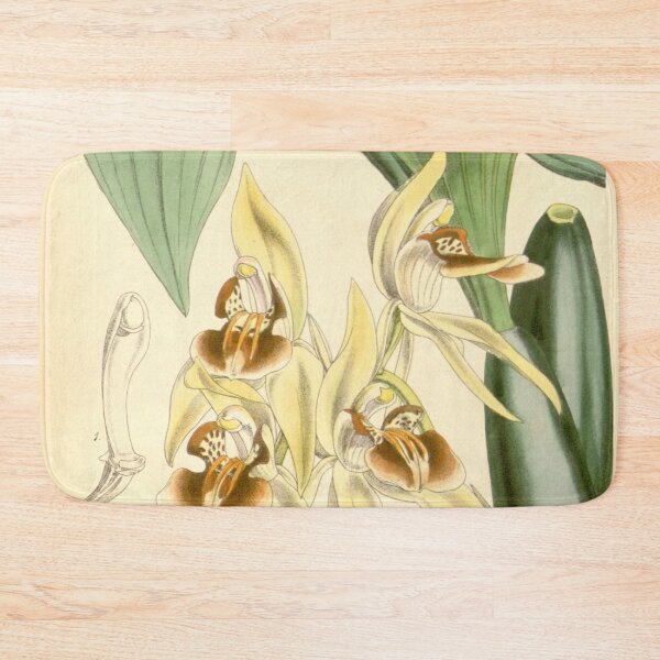 Item preview, Coelogyne fuscescens var. brunnea Curtis' 91 (Ser. 3 no. 21) pl. 5494 (1865) designed and sold by EsotericBotanic.
