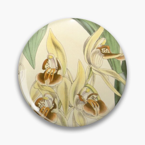 Item preview, Coelogyne fuscescens var. brunnea Curtis' 91 (Ser. 3 no. 21) pl. 5494 (1865) designed and sold by EsotericBotanic.