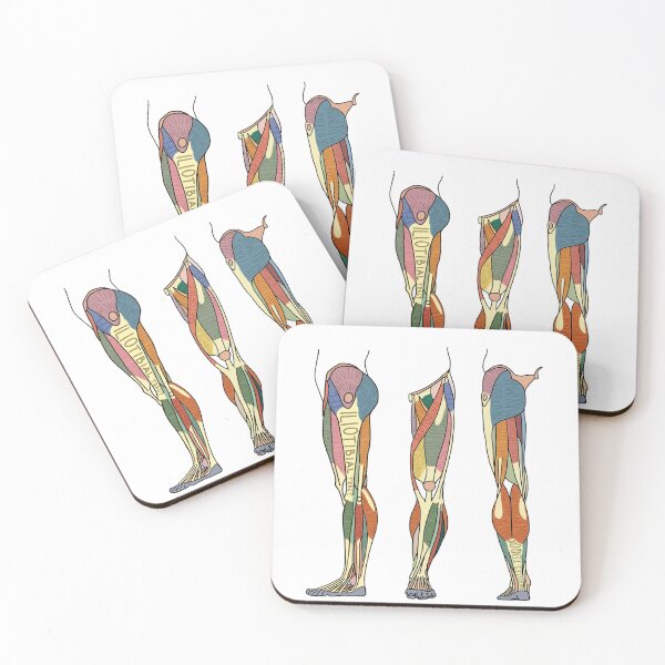 Item preview, Leg Muscles Labeled designed and sold by AtlasPrints.
