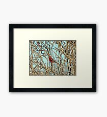 Cardinal I Framed Print