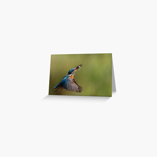 Kingfisher in flight with fish Greeting Card