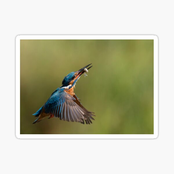 Kingfisher in flight with fish Sticker