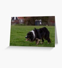 Bordercollie Greeting Card