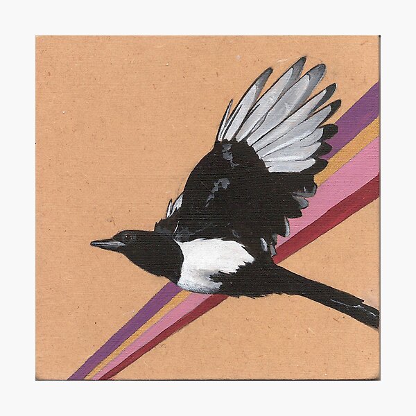 Magpie Photographic Print
