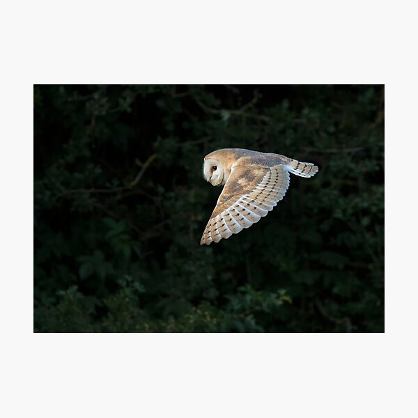 Barn Owl in Flight Photographic Print