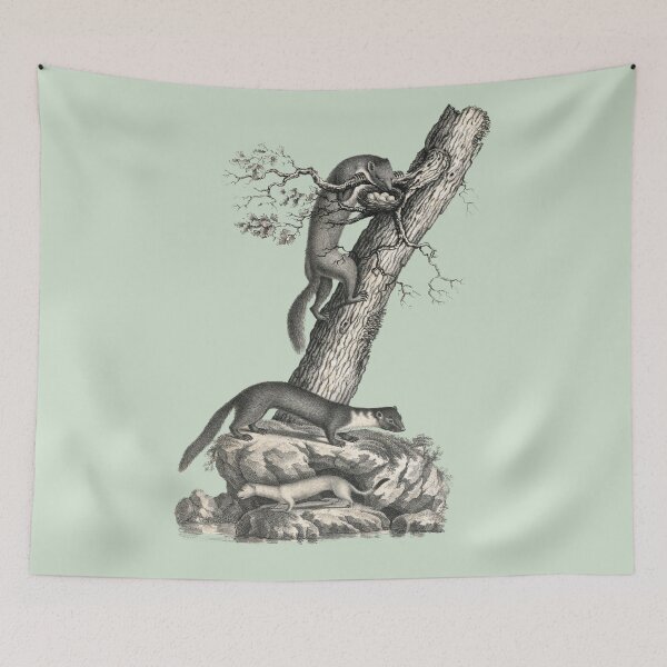 Item preview, Pine Marten, House Marten and Ermine Antique Print designed and sold by AntiqueImages.