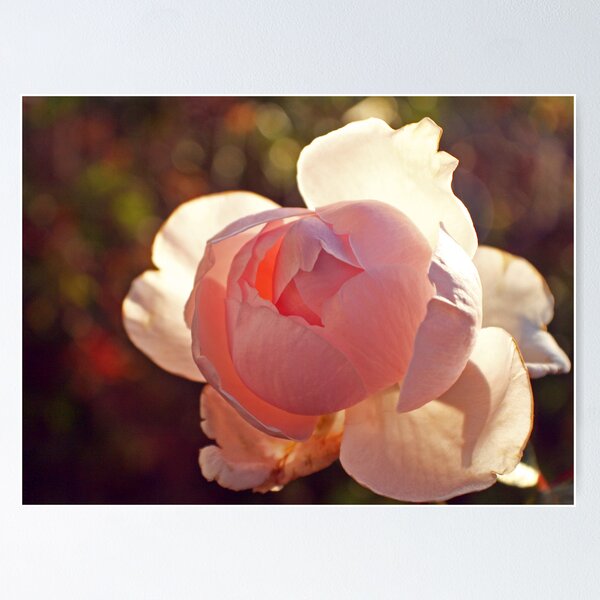 Item preview, Backlit Rose designed and sold by jayneeldred.
