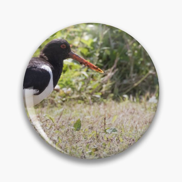 Item preview, Oystercatcher designed and sold by LaurenTucker.
