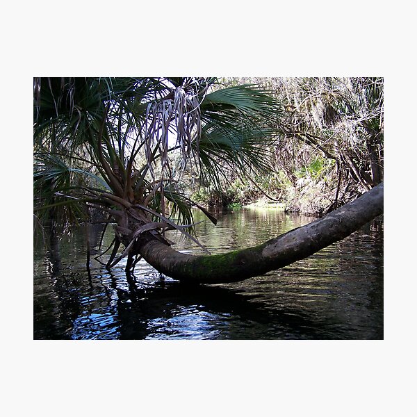 Palm Tree Photographic Print