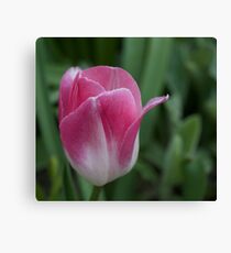Spring Tulip Canvas Print