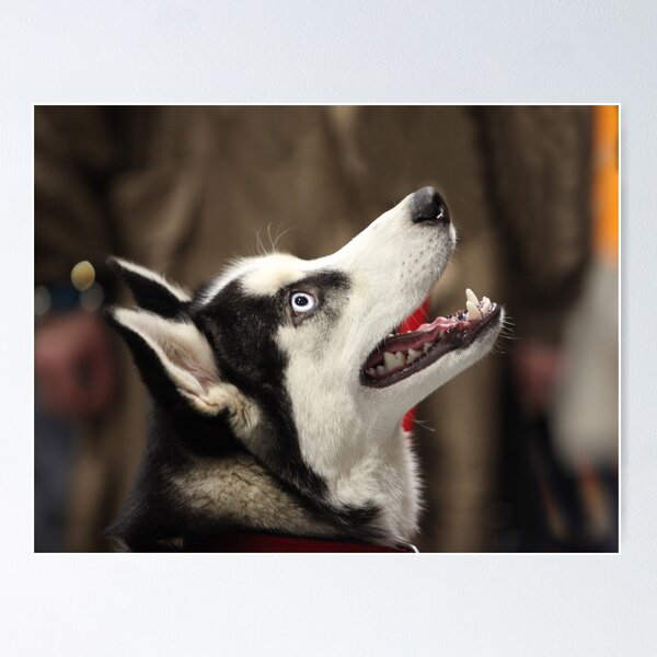 Artikelvorschau, Siberian huskies entworfen und verkauft von mrivserg.
