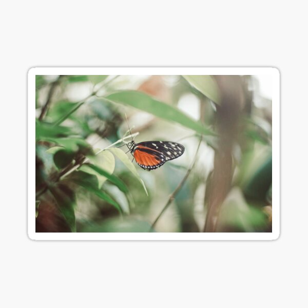 Monarch butterfly nature photography Sticker