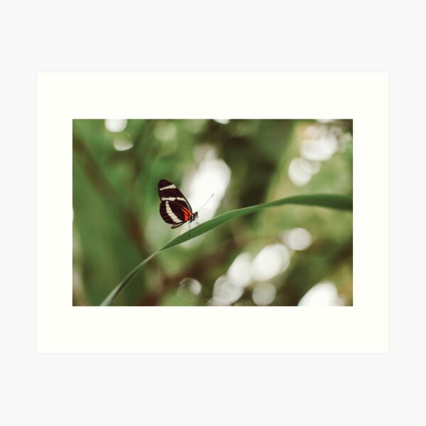 Butterfly nature photograph Art Print