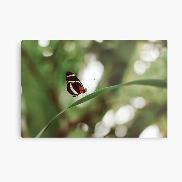 Butterfly nature photograph Metal Print