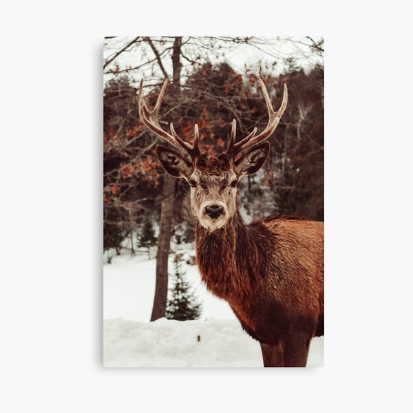 Elk photograph Canvas Print