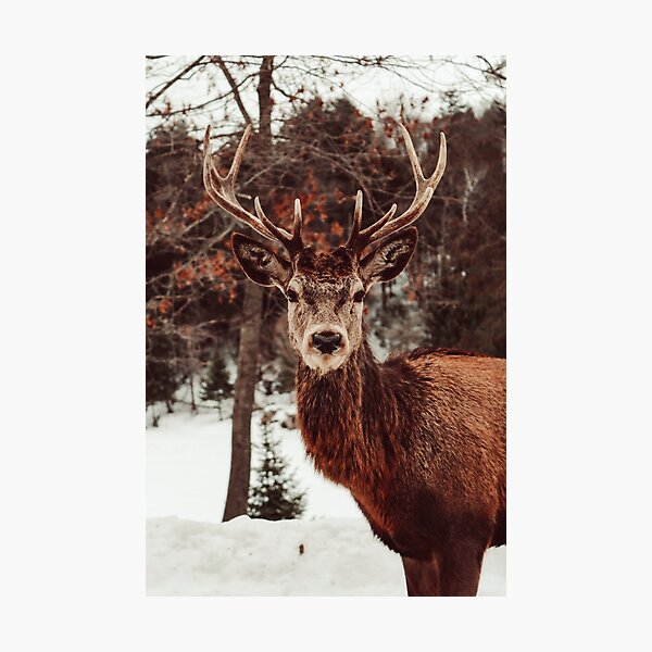 Elk photograph Photographic Print