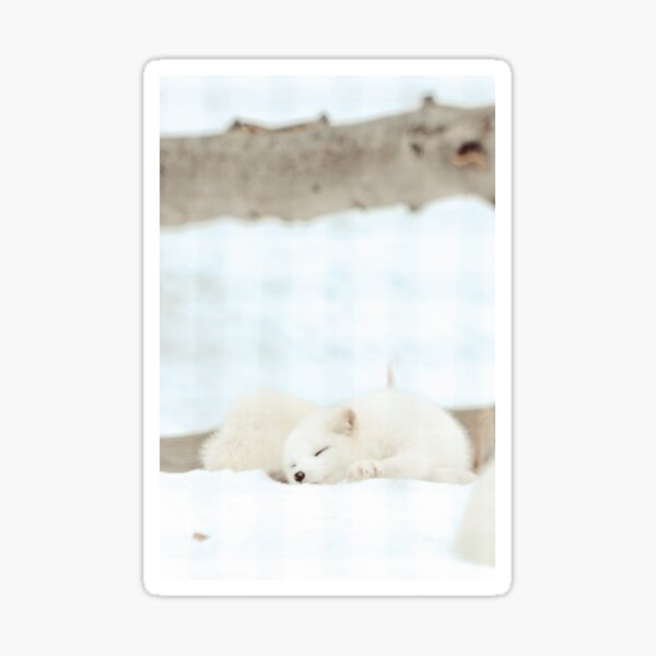 Arctic fox in winter photograph Sticker