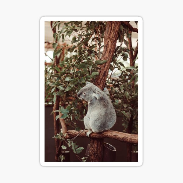 Koala in tree photograph Sticker