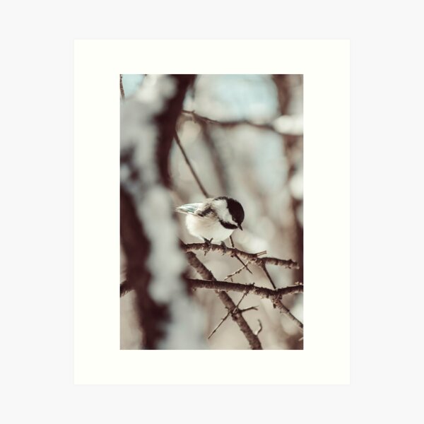 Chickadee in winter photograph Art Print