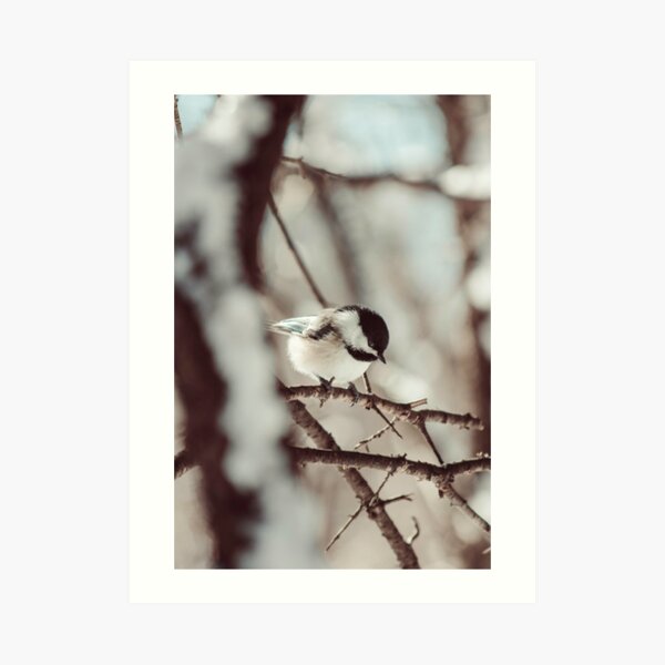 Chickadee in winter photograph Art Print
