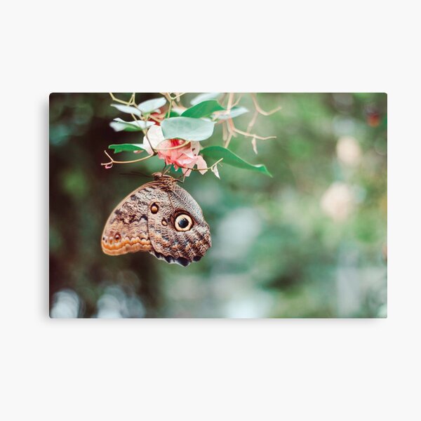 Butterfly photograph Metal Print