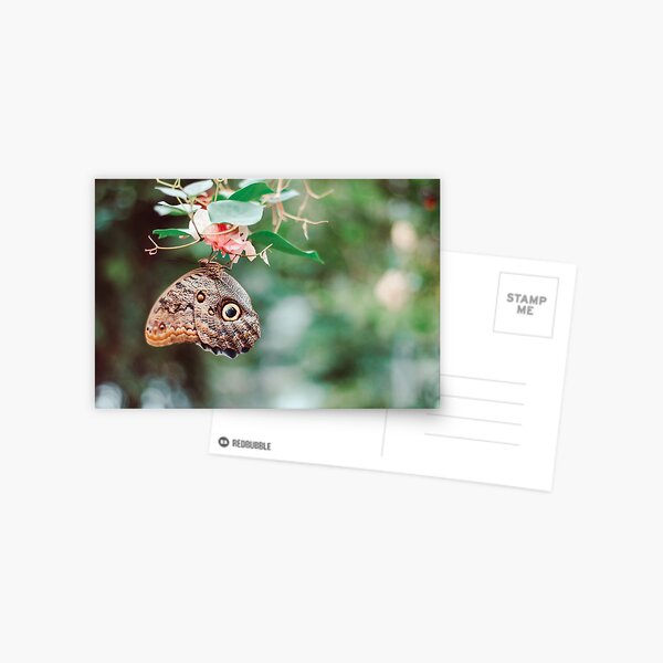 Butterfly photograph Postcard
