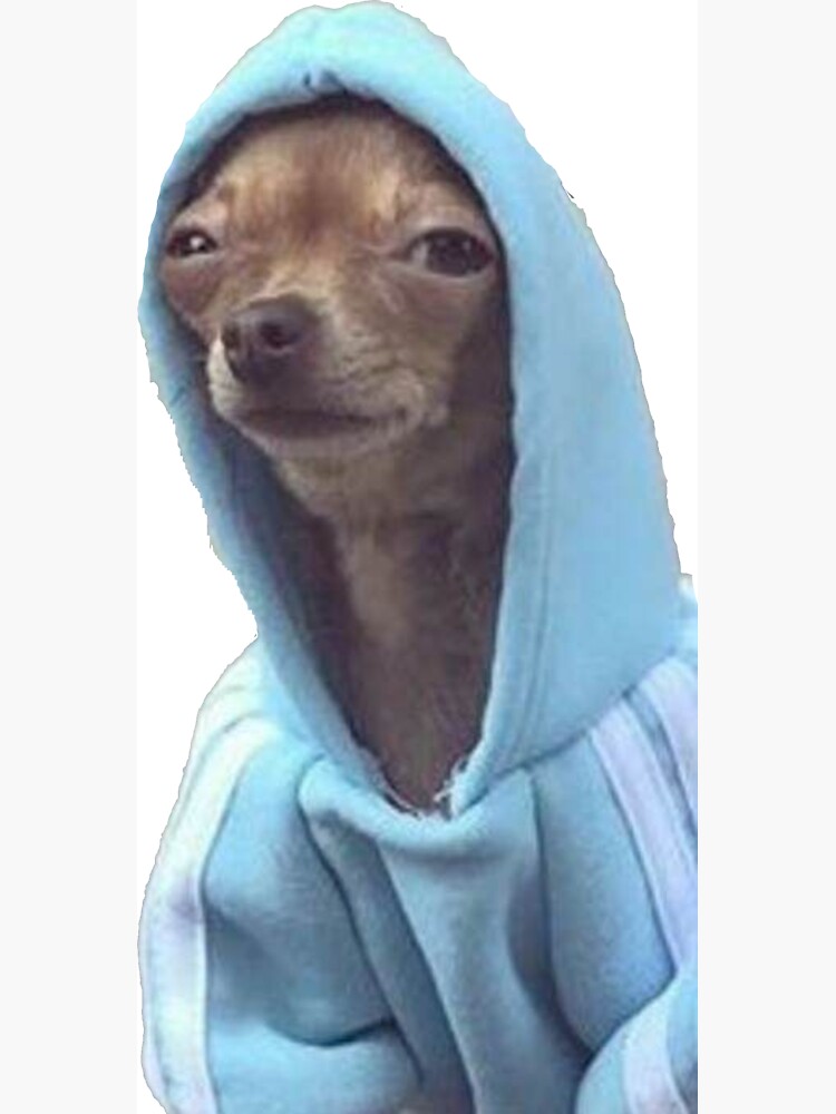 Dog in hoodie hotsell