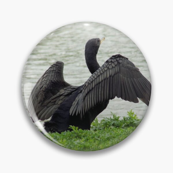 Item preview, Double-crested Cormorant (Phalacrocorax auritus) Drying Off designed and sold by Inuyasha907.