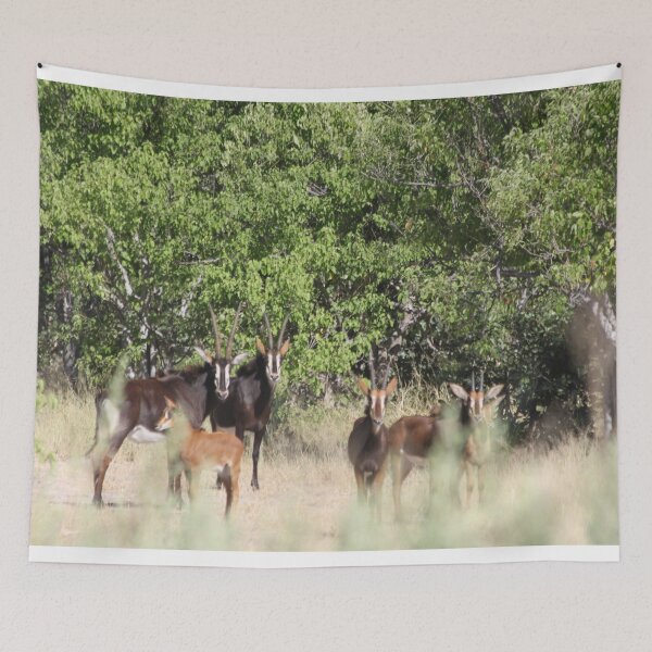Item preview, Sable antelope Okavango Delta Botswana designed and sold by EstelleRossetti.