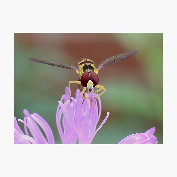 Hoverfly on Thistle Flower Photographic Print
