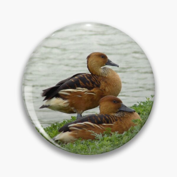 Item preview, A Pair of Fulvous Whistling Ducks (Dendrocygna bicolor) designed and sold by Inuyasha907.