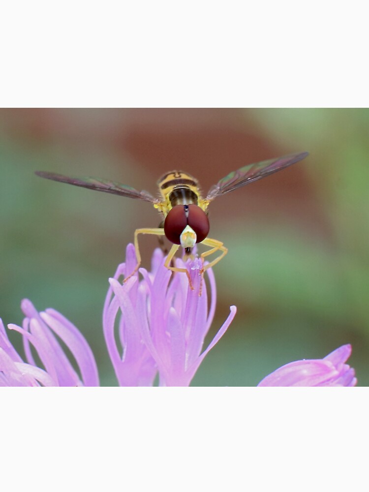 Hoverfly on Thistle Flower by mark-bugs-org
