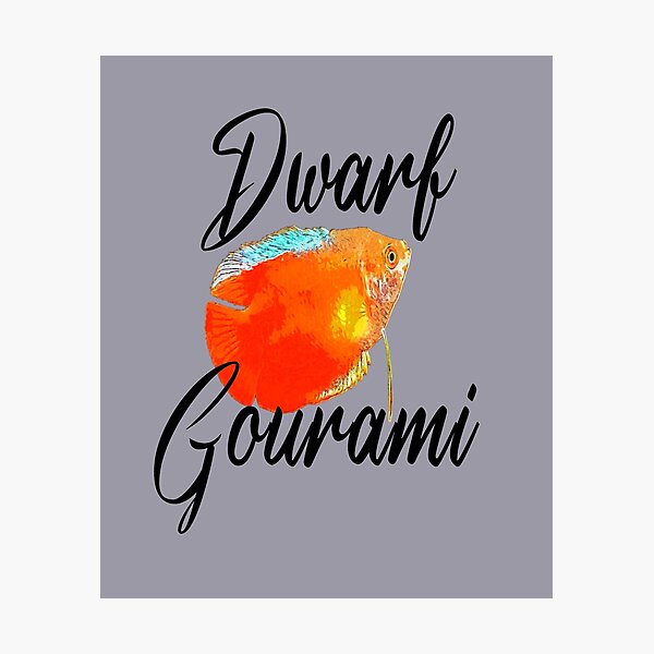 Item preview, Dwarf Gourami designed and sold by GFishy.