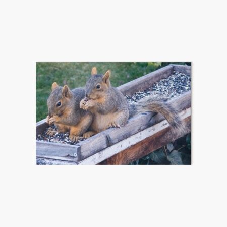 Squirrel Pair Art Board Print