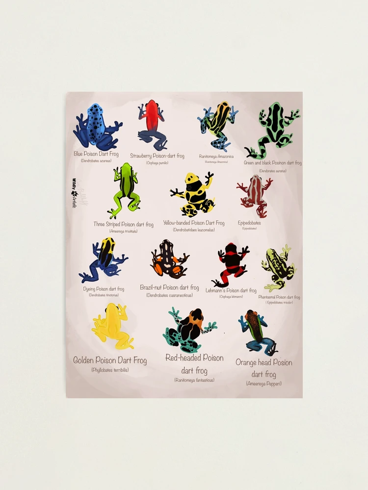 Basic Information Sheet: Poison Dart Frog - LafeberVet