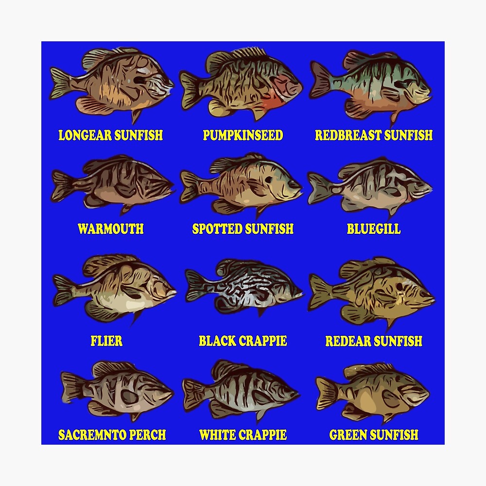 Types Of Panfish Fishing Poster By Onetonsoup22 Redbubble
