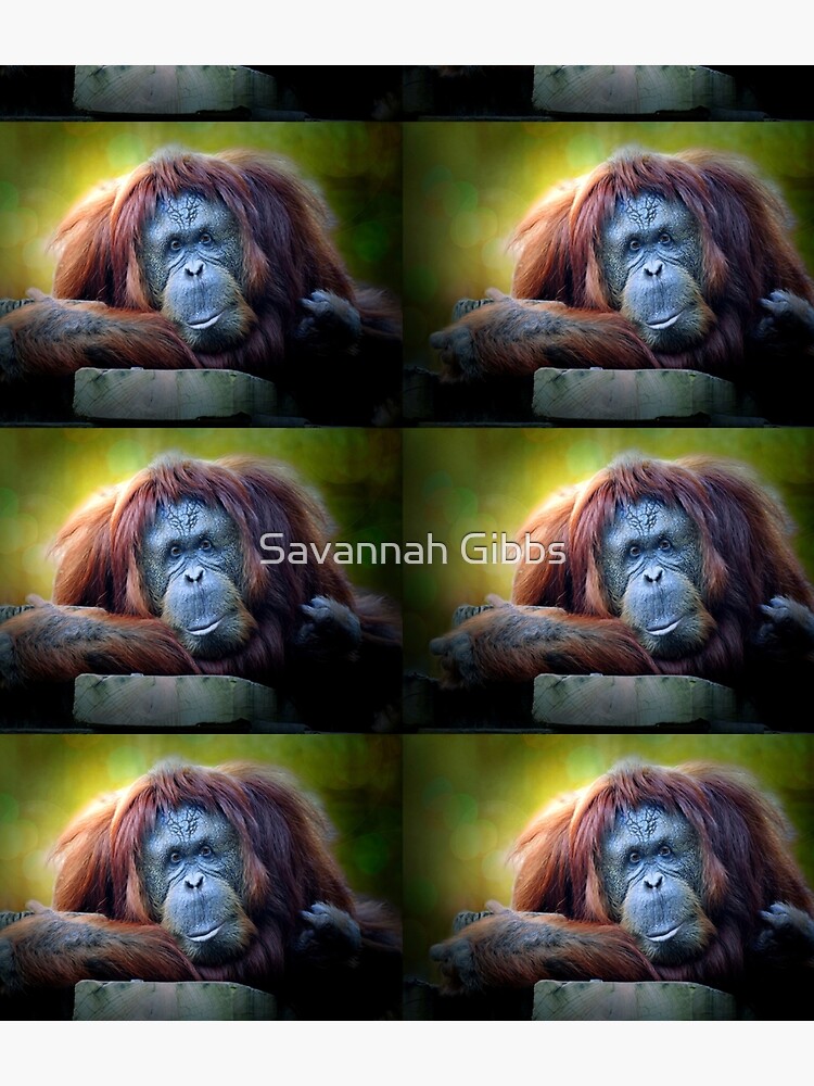 Orangutan by venny