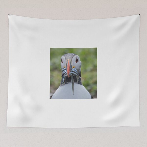 Item preview, Atlantic Puffin with sandeels, Farne Islands designed and sold by Richard Greenwood.