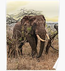 Imposing walk Poster