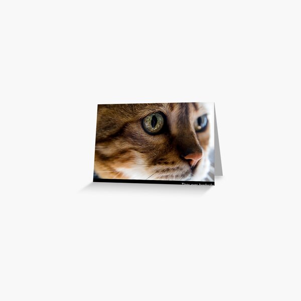 Tiggy Eyes Greeting Card